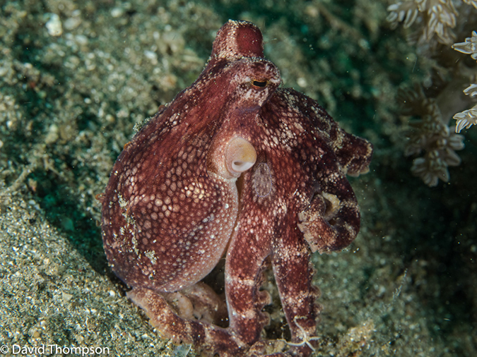 %_tempFileName2015-05-06_02_Coconut-5060538%