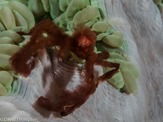 %_tempFileName2015-05-09_03_Koala-5091064%