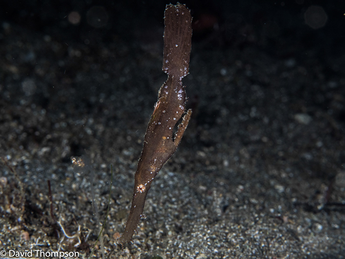 %_tempFileName2015-05-10_03_Cocnut-5101250%