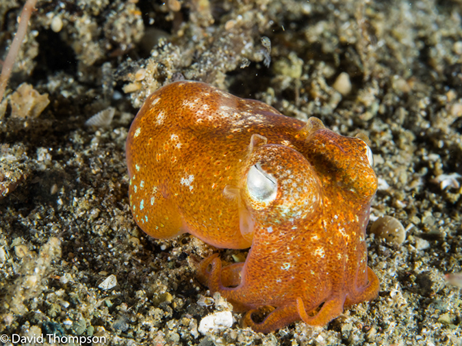 %_tempFileName2015-05-10_04_Cocnut-5101372%