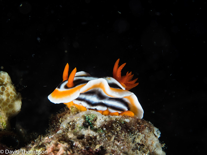 %_tempFileName2015-05-11_04_House_Reef-5111472%