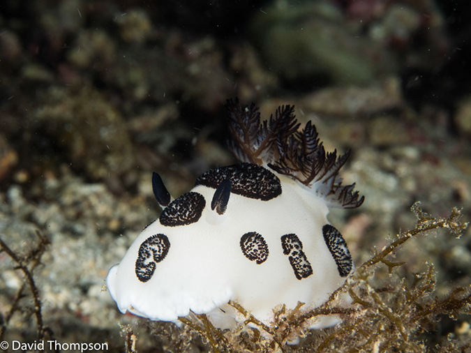 %_tempFileName2015-05-11_04_House_Reef-5111483%