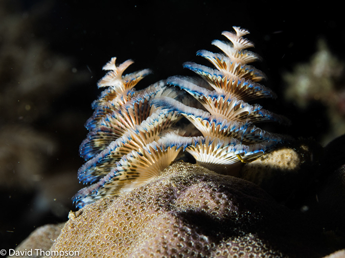 %_tempFileName2015-05-11_04_House_Reef-5111494%