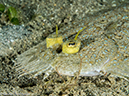 %_tempFileName2015-05-04_01_Cocnut-5040018%