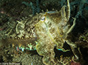 %_tempFileName2015-05-05_03_Bubbles-5050433%