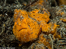 %_tempFileName2015-05-06_01_Coconut-5060439%