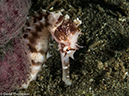 %_tempFileName2015-05-06_01_Coconut-5060479%