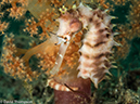 %_tempFileName2015-05-06_02_Coconut-5060519%