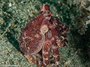 %_tempFileName2015-05-06_02_Coconut-5060538%