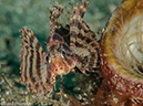 %_tempFileName2015-05-06_02_Coconut-5060549%