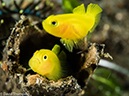%_tempFileName2015-05-06_02_Coconut-5060582%