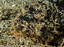 %_tempFileName2015-05-06_02_Coconut-5060610%