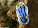 %_tempFileName2015-05-06_04_Mandarin-5060596%