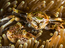 %_tempFileName2015-05-07_02_Masyut_Cove-5070751%