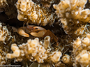 %_tempFileName2015-05-07_02_Masyut_Cove-5070800%