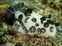 %_tempFileName2015-05-07_02_Masyut_Cove-5070829%