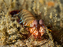 %_tempFileName2015-05-07_04_Balanoy-5070729%