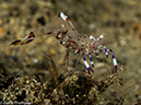 %_tempFileName2015-05-07_04_Balanoy-5070751%