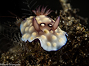 %_tempFileName2015-05-07_04_Balanoy-5070785%