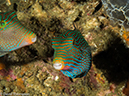 %_tempFileName2015-05-08_01_Daryl_Laut-5080862%
