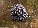%_tempFileName2015-05-08_02_Kirbys_Rock-5081009%