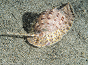 %_tempFileName2015-05-08_04_Pier-5080998%