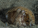 %_tempFileName2015-05-08_04_Pier-5081018%