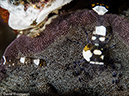 %_tempFileName2015-05-09_01_Masnit_Cove-5091112%