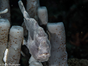 %_tempFileName2015-05-09_03_Koala-5091057%