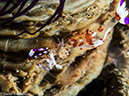 %_tempFileName2015-05-10_03_Cocnut-5101232%