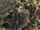 %_tempFileName2015-05-10_03_Cocnut-5101239%