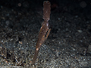 %_tempFileName2015-05-10_03_Cocnut-5101250%