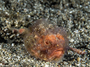 %_tempFileName2015-05-10_03_Cocnut-5101261%