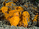 %_tempFileName2015-05-10_03_Cocnut-5101269%