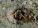 %_tempFileName2015-05-10_03_Cocnut-5101278%