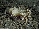 %_tempFileName2015-05-10_04_Cocnut-5101293%