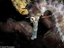 %_tempFileName2015-05-10_04_Cocnut-5101310%