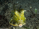 %_tempFileName2015-05-10_04_Cocnut-5101319%