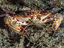 %_tempFileName2015-05-10_04_Cocnut-5101342%