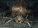 %_tempFileName2015-05-10_04_Cocnut-5101346%