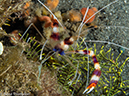%_tempFileName2015-05-10_04_Cocnut-5101359%