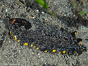 %_tempFileName2015-05-10_04_Cocnut-5101380%