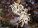 %_tempFileName2015-05-11_02_Cavan_Cove-5111500%