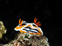 %_tempFileName2015-05-11_04_House_Reef-5111472%