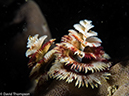 %_tempFileName2015-05-11_04_House_Reef-5111489%
