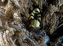 %_tempFileName2015-05-11_04_House_Reef-5111543%