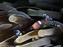 %_tempFileName2015-05-11_04_House_Reef-5111547%