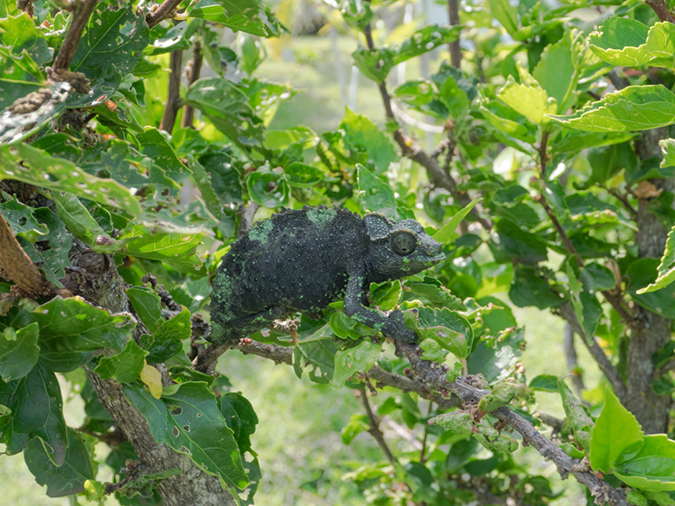 %_tempFileName2015-05-14_02_Greenwell_Coffee_Kona-5151613%