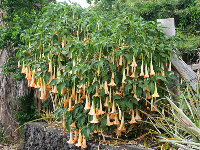 %_tempFileName2015-05-14_06_Luana_Inn_Kona-5151651%