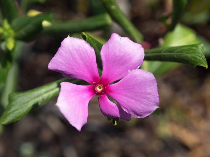 %_tempFileName2015-05-15_01_Kaawakda_Trail_Kona-5161665%